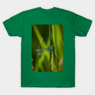 Common Blue Damselfly T-Shirt